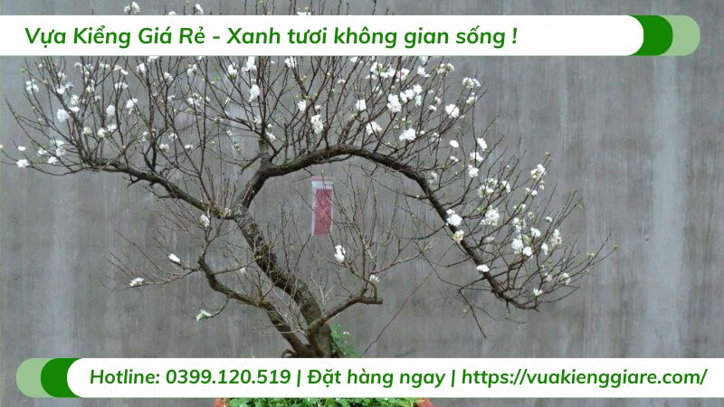 cây nhất chi mai