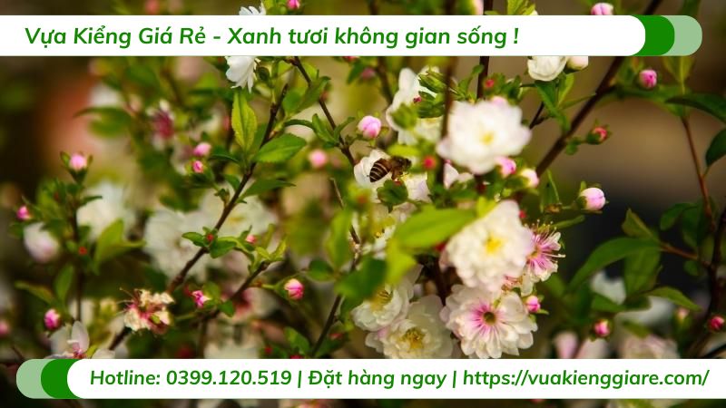 cây nhất chi mai
