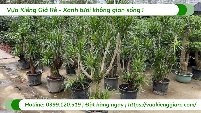 cây phát tài núi