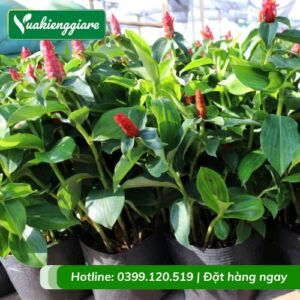 cây phúc lộc thọ