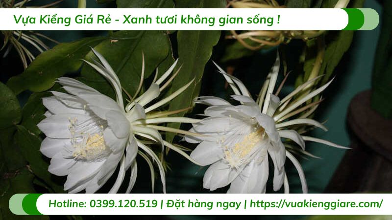 cây quỳnh trắng quỳnh thái lan