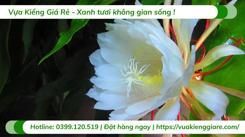 cây quỳnh trắng quỳnh thái lan
