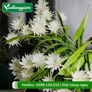 cây quỳnh trắng quỳnh thái lan