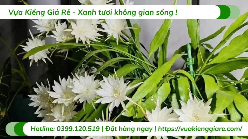 cây quỳnh trắng quỳnh thái lan