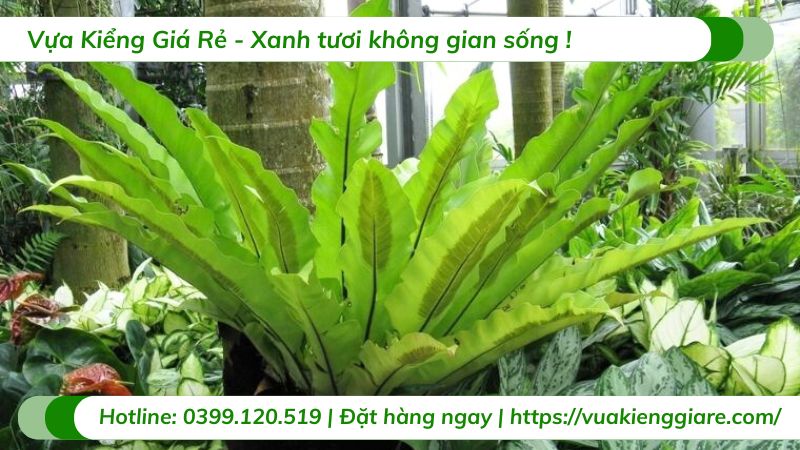 cây ráng ổ phụng