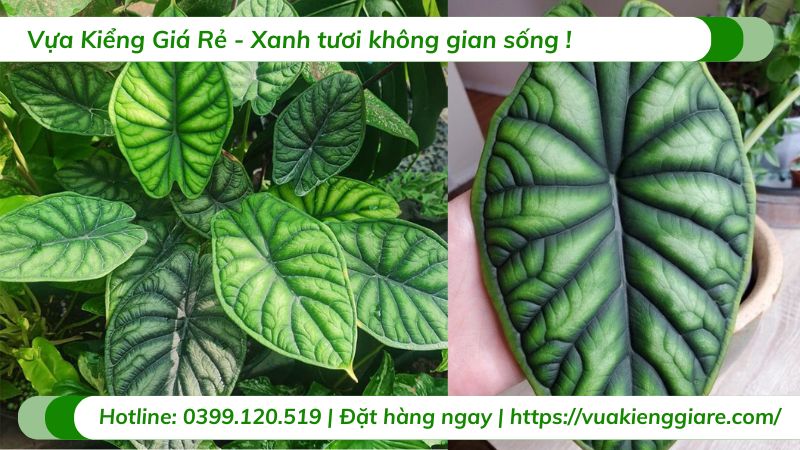 cây rồng xanh