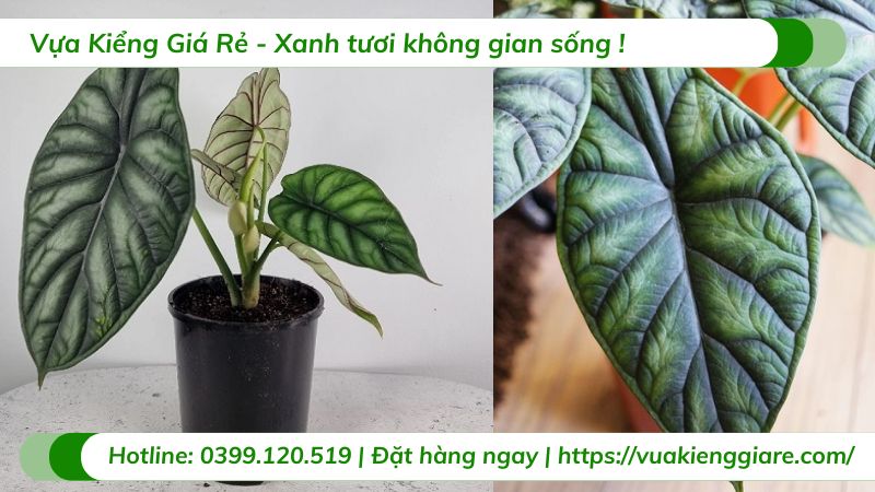 cây rồng xanh