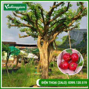 Cây sơ ri tán dù gốc lớn cao hơn 2m