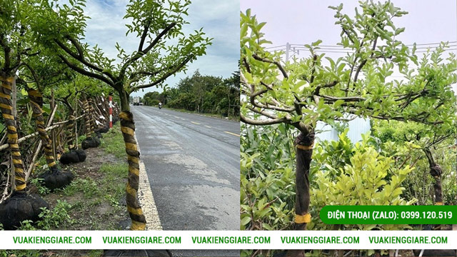 Đặc điểm nổi bật của cây sơ ri tán dù gốc lớn