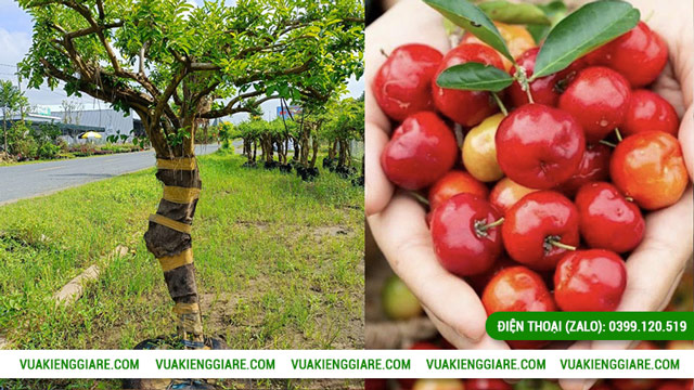 Đặc điểm nổi bật của cây sơ ri tán dù gốc lớn