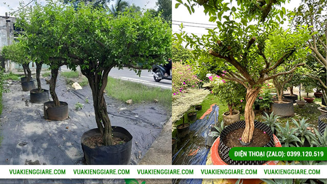 Công dụng tuyệt vời của cây sơ ri tán dù gốc lớn