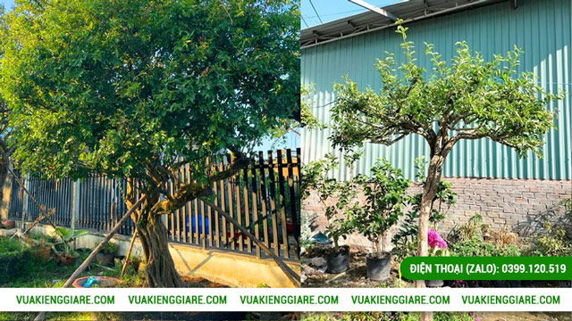 Cách trồng và chăm sóc Cây sơ ri tán dù gốc lớn