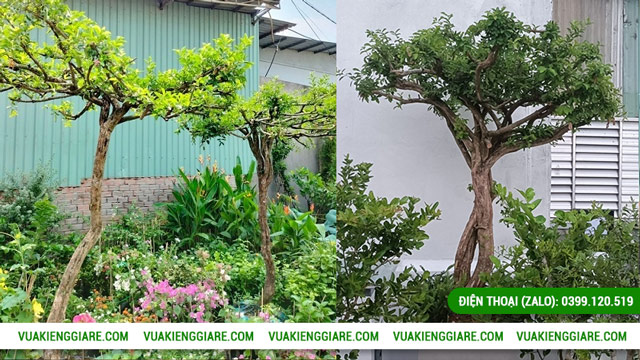 Vị trí lý tưởng để trồng cây sơ ri tán dù gốc lớn