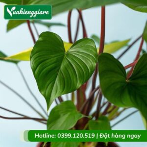 cây thiên niên kiện