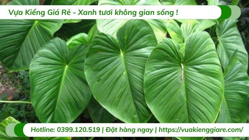 cây thiên niên kiện