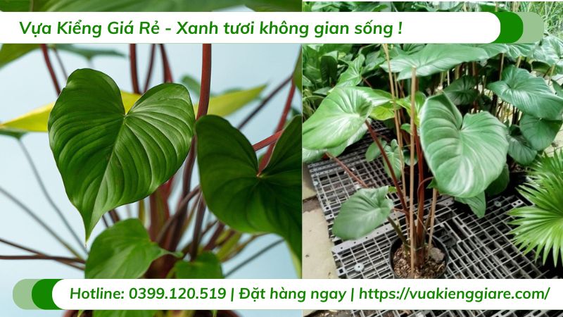 cây thiên niên kiện