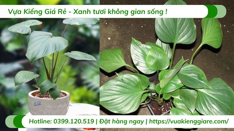 cây thiên niên kiện