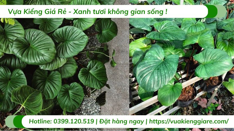 cây thiên niên kiện