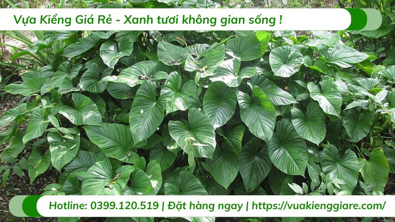 cây thiên niên kiện