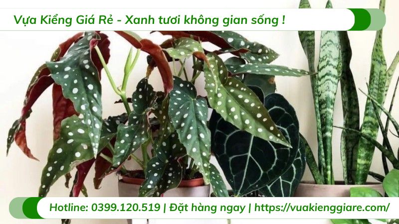 cây thu hải đường lá đốm