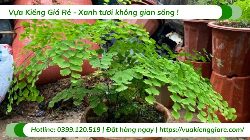 chăm sóc cây tóc thần vệ nữ
