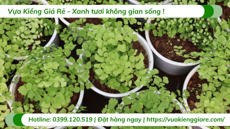cây tóc thần vệ nữ