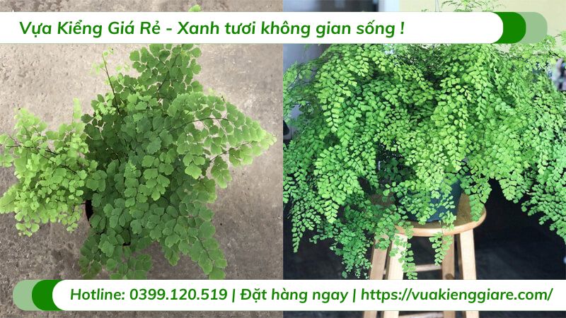 chăm sóc cây tóc thần vệ nữ