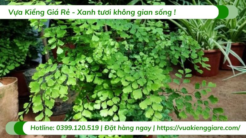 chăm sóc cây tóc thần vệ nữ