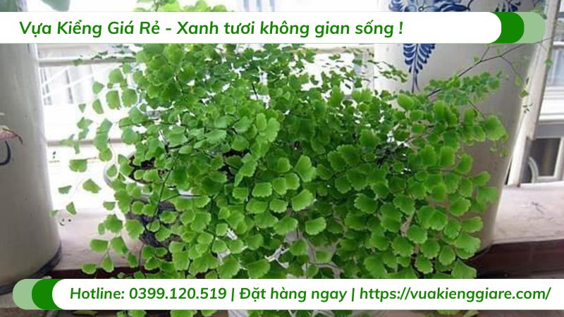 cây tóc thần vệ nữ