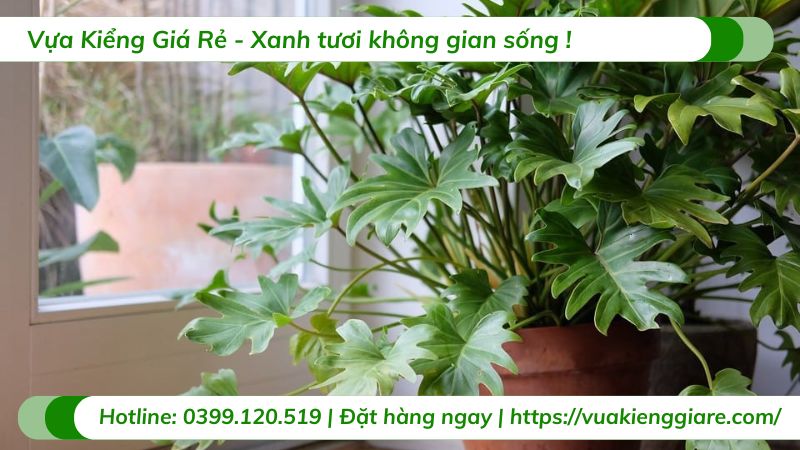 cây trầu bà chân vịt