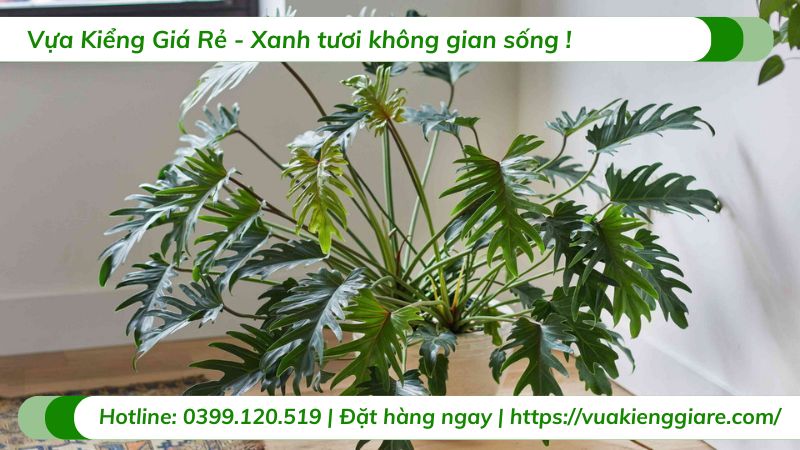 cây trầu bà chân vịt