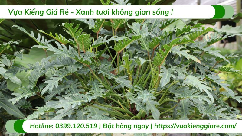 cây trầu bà chân vịt