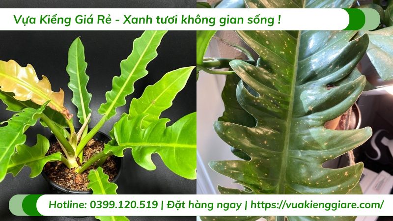 cây trầu bà cung đàn