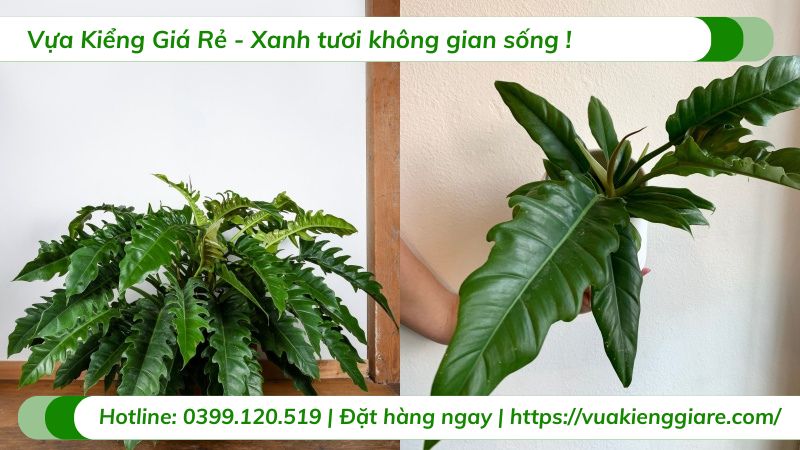 cây trầu bà cung đàn