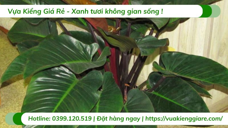 cây trầu bà đế vương