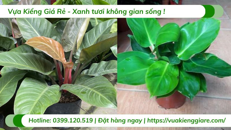 cây trầu bà đế vương