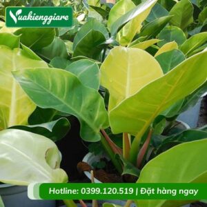 cây trầu bà đế vương