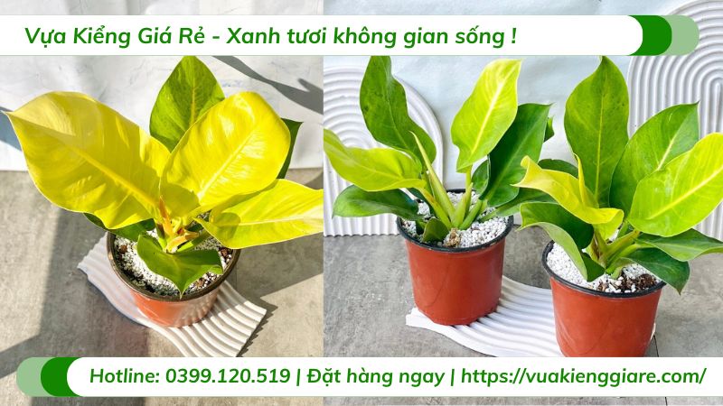 cây trầu bà đế vương