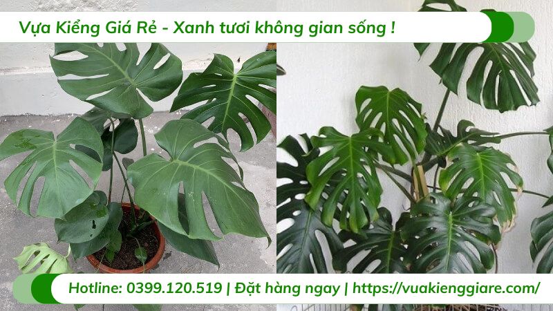 cây trầu bà lá xẻ