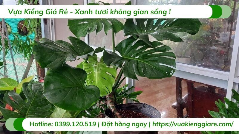 cây trầu bà lá xẻ
