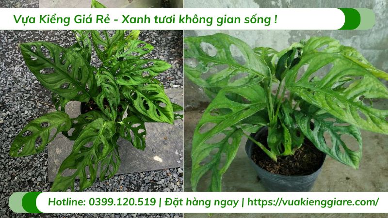 cây trầu bà lỗ