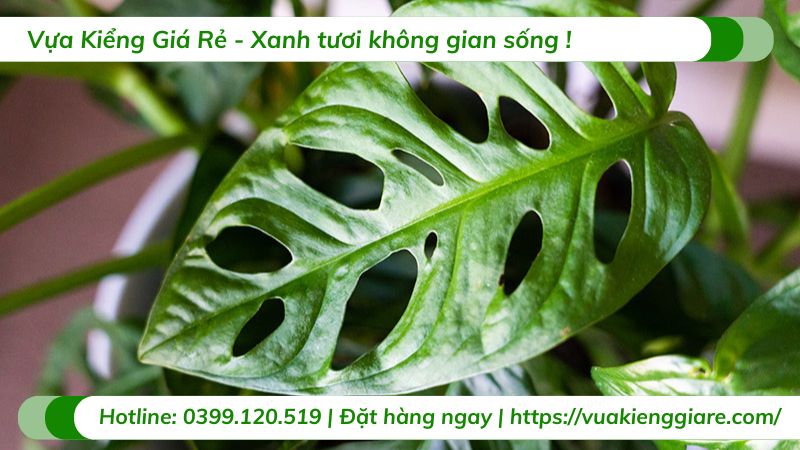 cây trầu bà lỗ