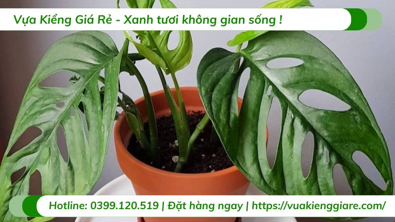 cây trầu bà lỗ