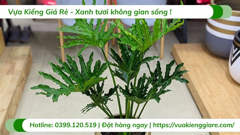 cây trầu bà thanh xuân