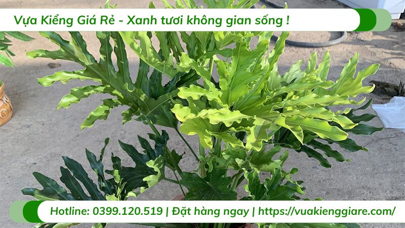 cây trầu bà thanh xuân