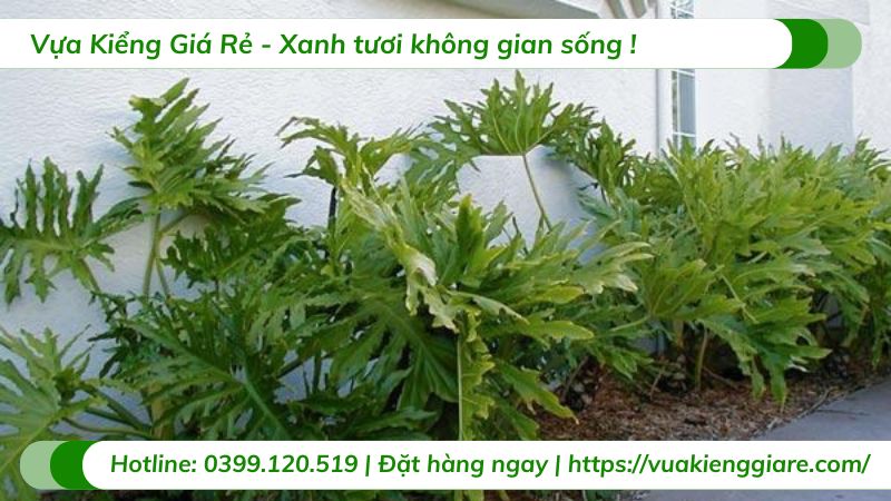cây trầu bà thanh xuân
