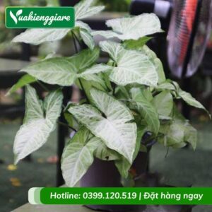 cây trầu bà trắng