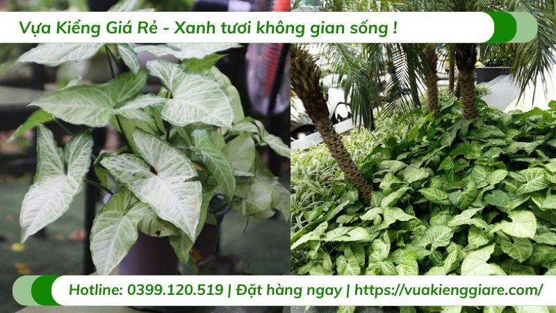 cây trầu bà trắng