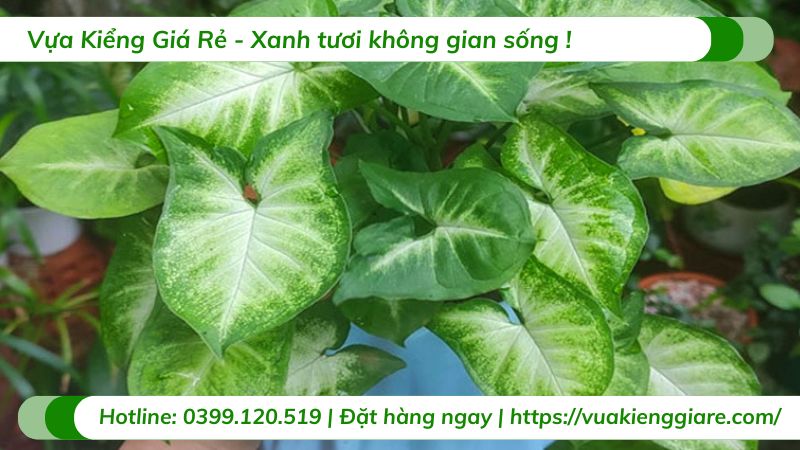 cây trầu bà trắng