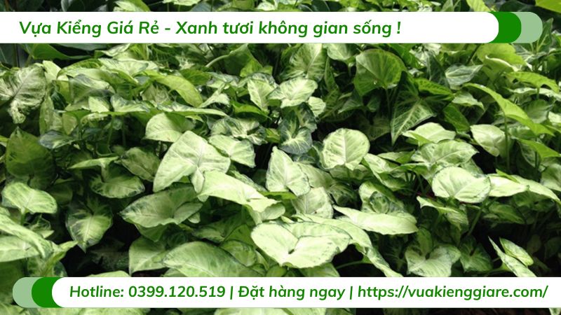 cây trầu bà trắng